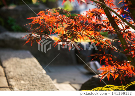 Japanese garden view with Japanese maple red Leaves and in sun sunbeams Japanese garden view with Japanese maple red Leaves and in sun sunbeams 141399132