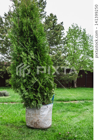 Planting hole prepared for evergreen tree in garden Planting hole prepared for evergreen tree in garden 141399250