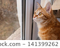 Young ginger cat looking out through a glass window pane 141399262