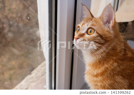 Young ginger cat looking out through a glass window pane Young ginger cat looking out through a glass window pane 141399262