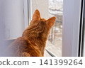 Back view of a ginger cat looking through a window at the outdoors 141399264