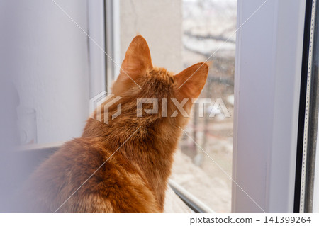 Back view of a ginger cat looking through a window at the outdoors 141399264