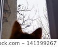 Blurred cat ears looking out of a window at birds on bare tree branches 141399267
