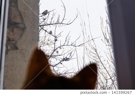 Blurred cat ears looking out of a window at birds on bare tree branches Blurred cat ears looking out of a window at birds on bare tree branches 141399267