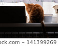 Ginger cat sitting on a white window sill looking out of a window 141399269