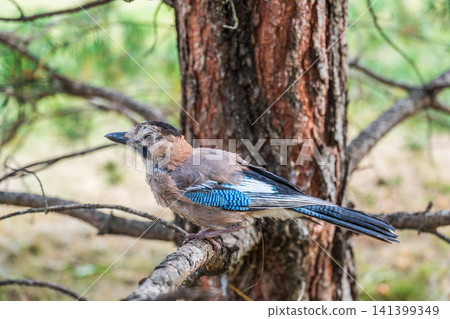 Eurasian jay, garrulus glandarius, sitting on top of old tree branch. Interested wild bird with brown and turquoise plumage from side view in nature. Eurasian jay, garrulus glandarius, sitting on top of old tree branch. Interested wild bird with brown and turquoise plumage from side view in nature. 141399349