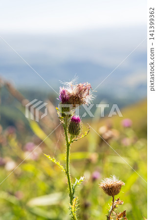 Carduus plant with purple flowers, family Asteraceae, and the tribe Cardueae. Carduus plant with purple flowers, family Asteraceae, and the tribe Cardueae. 141399362