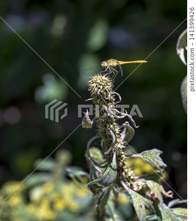 Sunlit Darter Dragonfly on a Spiny Dry Seed Head with Copy Space Sunlit Darter Dragonfly on a Spiny Dry Seed Head with Copy Space 141399426
