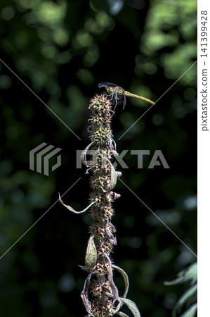 Yellow Darter Dragonfly Perched on a Tall Dry Seed Head Yellow Darter Dragonfly Perched on a Tall Dry Seed Head 141399428