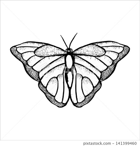 Vector line illustration of a butterfly. Hand draw Black and white illustration of Blue Morpho Butterfly. Graphics outline element tropical butterflies painted by black inks. An insect with wings Vector line illustration of a butterfly. Hand draw Black and white illustration of Blue Morpho Butterfly. Graphics outline element tropical butterflies painted by black inks. An insect with wings 141399460