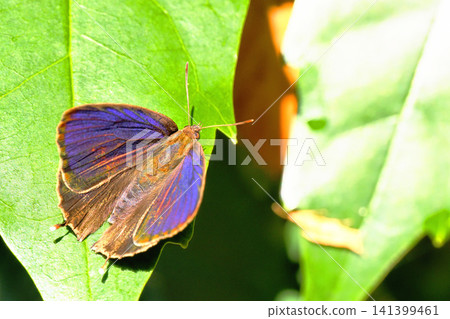 Purple swallowtail butterfly (male, wings spread) Purple swallowtail butterfly (male, wings spread) 141399461