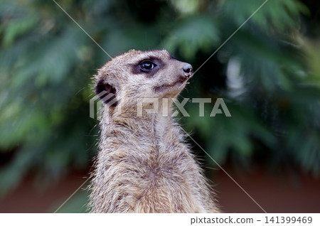 看看Meerkat 看看Meerkat 141399469