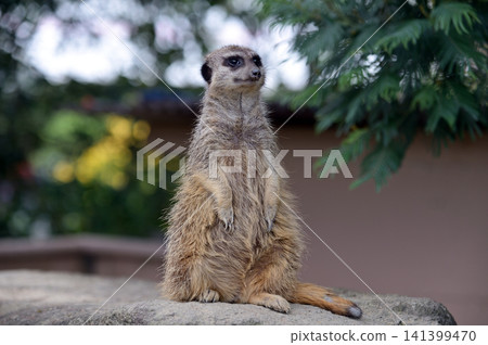 看看Meerkat 141399470