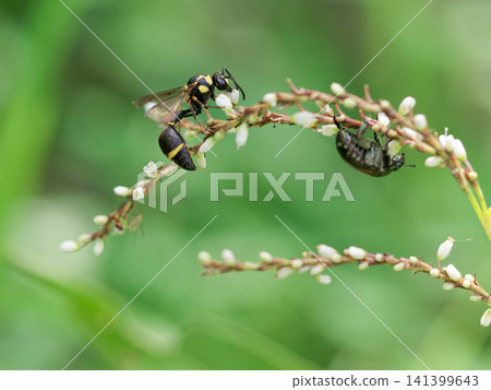 Flower visits by the hornet, Mikado tokkuribachi (Hornetidae) Flower visits by the hornet, Mikado tokkuribachi (Hornetidae) 141399643