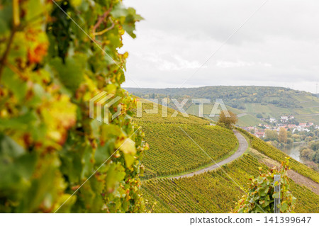 Closeup of autumn grapevine foliage overlooking a vineyard rows on a hillside near Wuerzburg, Germany. Selective focus Closeup of autumn grapevine foliage overlooking a vineyard rows on a hillside near Wuerzburg, Germany. Selective focus 141399647