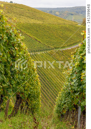 Panoramic view of vineyard hills near Wuerzburg, Germany, with a winding road through the Franconian wine landscape. Selective focus Panoramic view of vineyard hills near Wuerzburg, Germany, with a winding road through the Franconian wine landscape. Selective focus 141399648