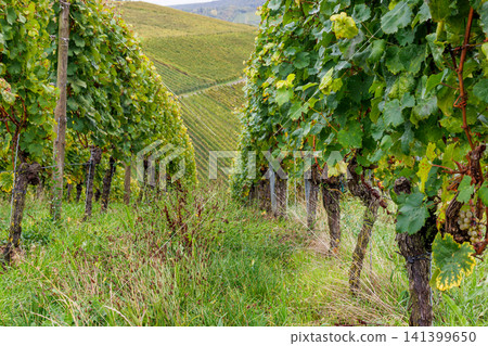 Grapevine rows and a central grassy path create strong depth and leading lines in an autumn vineyard in Wuerzburg, Germany. Grapevine rows and a central grassy path create strong depth and leading lines in an autumn vineyard in Wuerzburg, Germany. 141399650