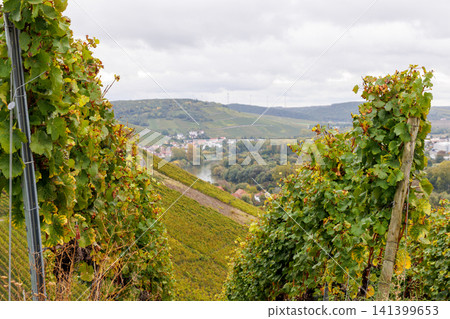 Autumn grapevine foliage overlooking a vineyard rows on a hillside near Wuerzburg and Randersacker, Germany. Selective focus Autumn grapevine foliage overlooking a vineyard rows on a hillside near Wuerzburg and Randersacker, Germany. Selective focus 141399653