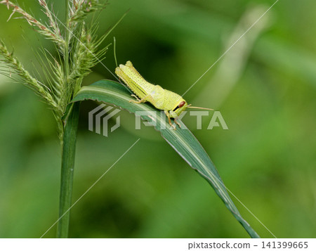 Locust larva Locust larva 141399665