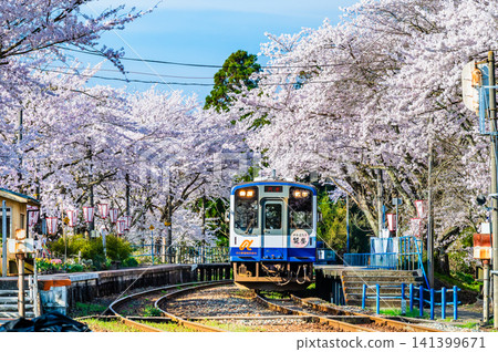 Noto Railway: Noto Kashima Station with cherry blossoms in full bloom Noto Railway: Noto Kashima Station with cherry blossoms in full bloom 141399671