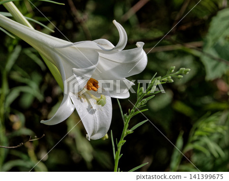 Neat and clean flower of Lily purpurea Neat and clean flower of Lily purpurea 141399675