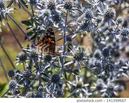 Painted Lady Butterfly Resting Among Silver-Blue Sea Holly 141399687