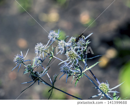 Close-Up of Steel-Blue Sea Holly Flower Heads and Spiny Stems Close-Up of Steel-Blue Sea Holly Flower Heads and Spiny Stems 141399688