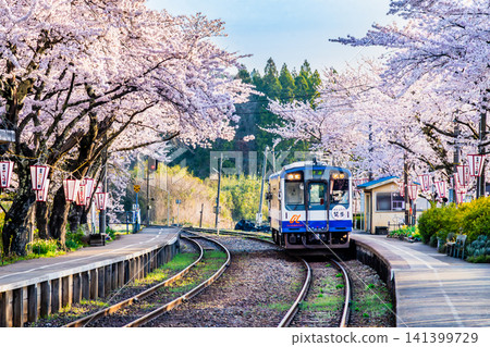 能登鐵道：能登鹿島站櫻花盛開。 141399729
