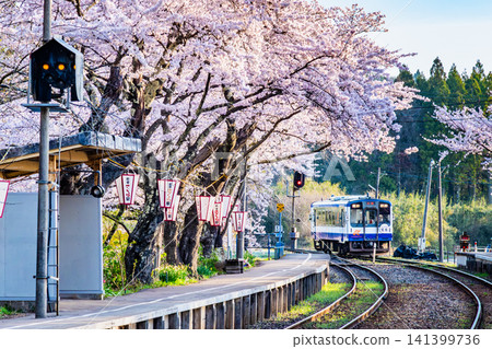 Noto Railway: Noto Kashima Station with cherry blossoms in full bloom Noto Railway: Noto Kashima Station with cherry blossoms in full bloom 141399736