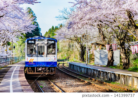 能登鐵道:能登鹿島站櫻花盛開。 能登鐵道:能登鹿島站櫻花盛開。 141399737