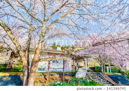 Noto Railway: Noto Kashima Station with cherry blossoms in full bloom Noto Railway: Noto Kashima Station with cherry blossoms in full bloom 141399745