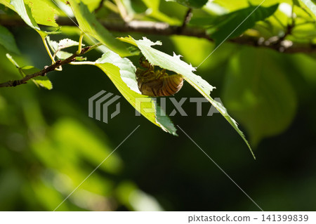 A cicada's exoskeleton on the underside of a leaf 141399839
