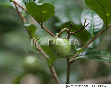 山茶科茶樹的果實 山茶科茶樹的果實 141399870