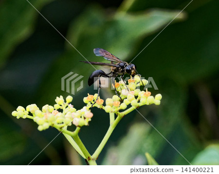 Ominaeshi 訪花昆蟲 Antidae 黑黃蜂 ♀ Ominaeshi 訪花昆蟲 Antidae 黑黃蜂 ♀ 141400221