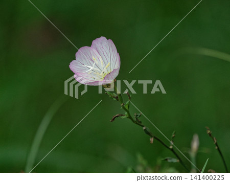 Onagraceae Hiruza 啄木鳥 Onagraceae Hiruza 啄木鳥 141400225