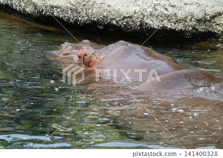 Tetsuo and Tina, hippos at Osaka Tennoji Zoo Tetsuo and Tina, hippos at Osaka Tennoji Zoo 141400328
