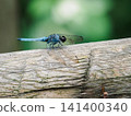 A large blue dragonfly perched on a wooden railing. (Insect) 141400340