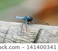 A large blue dragonfly perched on a wooden railing. (Insect) 141400341