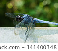 A male Orthetrum albistylum dragonfly perched on a white railing – a summer nature scene. 141400348