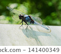 A male Orthetrum albistylum dragonfly perched on a white railing – a summer nature scene. 141400349