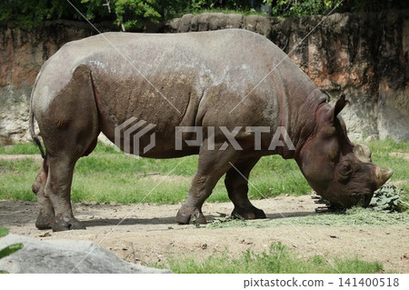 大阪天王寺動物園的東部黑犀牛 大阪天王寺動物園的東部黑犀牛 141400518