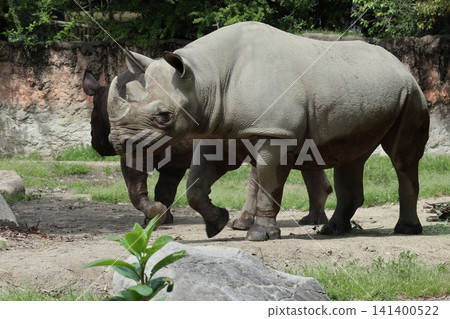 大阪天王寺動物園的東部黑犀牛 大阪天王寺動物園的東部黑犀牛 141400522