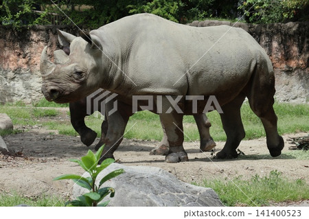 Eastern Black Rhinoceros at Osaka Tennoji Zoo Eastern Black Rhinoceros at Osaka Tennoji Zoo 141400523