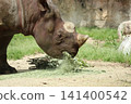 大阪天王寺動物園的東部黑犀牛 141400542