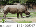 大阪天王寺動物園的東部黑犀牛 141400547