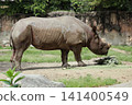 大阪天王寺動物園的東部黑犀牛 141400549