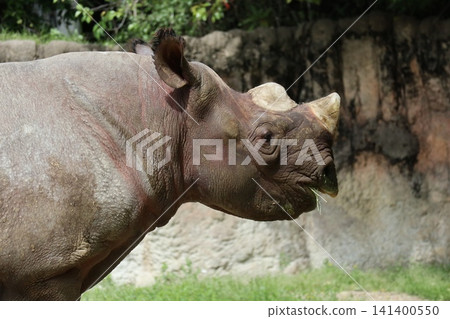 Eastern Black Rhinoceros at Osaka Tennoji Zoo Eastern Black Rhinoceros at Osaka Tennoji Zoo 141400550