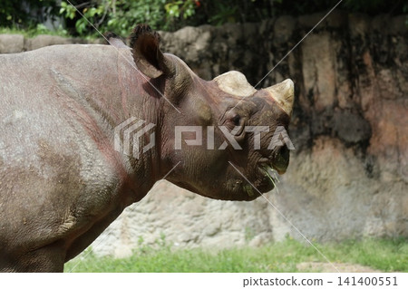 大阪天王寺動物園的東部黑犀牛 大阪天王寺動物園的東部黑犀牛 141400551