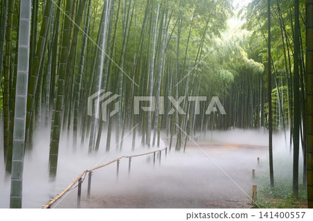 Bamboo grove Bamboo grove 141400557
