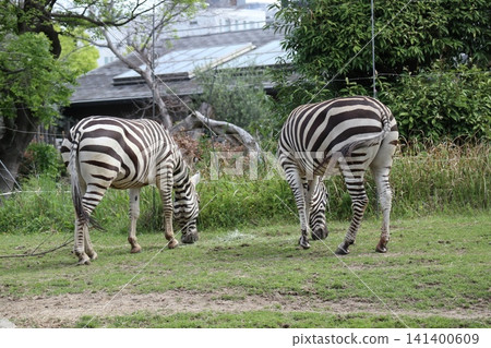 Grant's zebra at Osaka Tennoji Zoo Grant's zebra at Osaka Tennoji Zoo 141400609